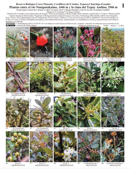 Plantas entre o rio Numpatakaime, 1600 me o topo do Tepuy andino, 2900 m