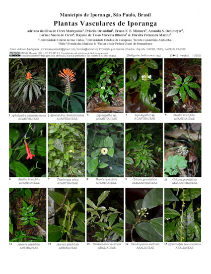 Plantas Vasculares de Iporanga