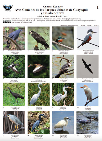 Aves Comuns dos Parques Urbanos de Guayaquil e seus arredores