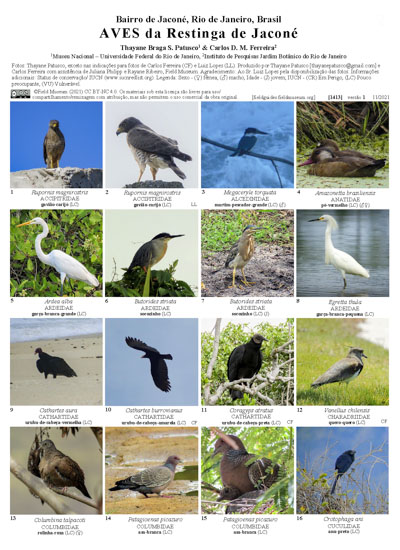 Aves da restinga do bairro Jaconé