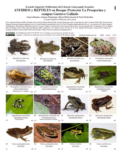 Anfíbios e répteis na Floresta Protegida La Prosperina e campus Gustavo Galindo
