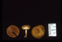 Kodachrom slide film scans of Costa Rican Fungi