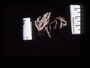 Kodachrom slide film scans of Costa Rican Fungi