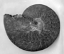 Placenticeras Cretaceous ammonite. Cretaceous (144–65 million years ago) Ammonoid mollusk