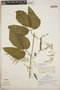 Fevillea pedatifolia (Cogn.) C. Jeffrey, Peru, R. B. Foster 7114, F