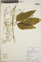 Fevillea pedatifolia (Cogn.) C. Jeffrey, Peru, R. B. Foster 12635, F
