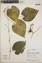 Gurania tubulosa Cogn., Ecuador, A. P. Yánez 280, F