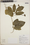Gurania bignoniacea (Poepp. & Endl.) C. Jeffrey, Peru, H. Beltrán S. 1597, F