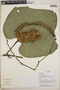 Gurania rhizantha (Poepp. & Endl.) C. Jeffrey, Ecuador, R. J. Burnham 1773, F