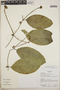 Psiguria triphylla (Miq.) C. Jeffrey, Ecuador, R. J. Burnham 1868, F