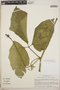 Psiguria ternata (M. Roem.) C. Jeffrey, Peru, S. F. Smith 1644, F