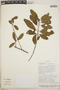 Crinodendron cf. tucumanum Lillo, Bolivia, I. G. Vargas C. 1400, F