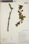 Crinodendron cf. tucumanum Lillo, Bolivia, I. G. Vargas C. 1307, F