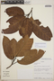 Sloanea laurifolia (Benth.) Benth., Ecuador, A. H. Gentry 80754, F