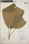 Sloanea synandra Spruce ex Benth., Peru, H. Beltrán S. 602, F