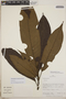 Sloanea grandezii Vásquez, Peru, R. B. Foster 10962, F