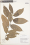 Tapura guianensis Aubl., Guyana, B. Hoffman 3505, F