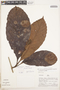 Doliocarpus aff. novogranatensis Kubitzki, Peru, A. H. Gentry 25875, F