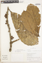 Doliocarpus aff. amazonicus subsp. amazonicus, Peru, R. B. Foster 11306, F