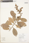 Tetracera parviflora (Rusby) Sleumer, Bolivia, E. Villanueva 802, F