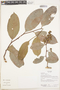 Tetracera volubilis L., Ecuador, R. J. Burnham 1813, F
