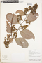 Tetracera volubilis L., Ecuador, R. J. Burnham 1589, F