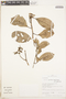 Tetracera parviflora (Rusby) Sleumer, Peru, R. B. Foster 11961 B, F