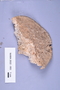 Fresh specimen image of C0389372F, NAMA 2022-093