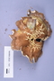 Fresh specimen image of C0389420F, NAMA 2022-141
