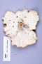 Fresh specimen image of C0389420F, NAMA 2022-141