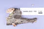 Fresh specimen image of C0389447F, NAMA 2022-169