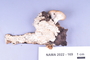 Fresh specimen image of C0389447F, NAMA 2022-169