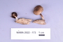 Fresh specimen image of C0389451F, NAMA 2022-173