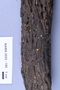 Fresh specimen image of C0389472F, NAMA 2022-195