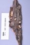 Fresh specimen image of C0389482F, NAMA 2022-205