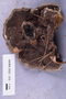 Fresh specimen image of C0389489F, NAMA 2022-212
