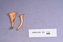 Fresh specimen image of C0389500F, NAMA 2022-223
