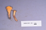 Fresh specimen image of C0389500F, NAMA 2022-223