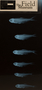 56240_para-xray-lat_FZ