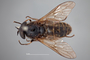 4100142 Hybomitra frontalis h d CF2 P2 HF8 IN