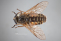 4100143 Hybomitra frontalis h d CF2 P1 HF10 IN