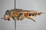4100143 Hybomitra frontalis h l CF2 P2 HF26 IN
