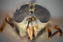 4100143 Hybomitra frontalis hd CF4 P2 HF28 IN