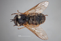 4100147 Hybomitra frontalis h d CF2 P1 HF10 IN