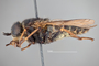 4100147 Hybomitra frontalis h l CF2 P2 HF23 IN