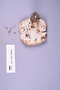 Fresh specimen image of C0389295F, NAMA 2022-015