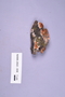 Fresh specimen image of C0389319F, NAMA 2022-039