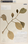 Peperomia magnoliifolia (Jacq.) A. Dietr., Mexico, J. I. Calzada 39, F