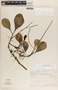 Peperomia magnoliifolia (Jacq.) A. Dietr., Mexico, J. H. Beaman 6472, F