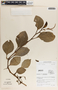Peperomia magnoliifolia (Jacq.) A. Dietr., Mexico, B. Hansen 1760, F